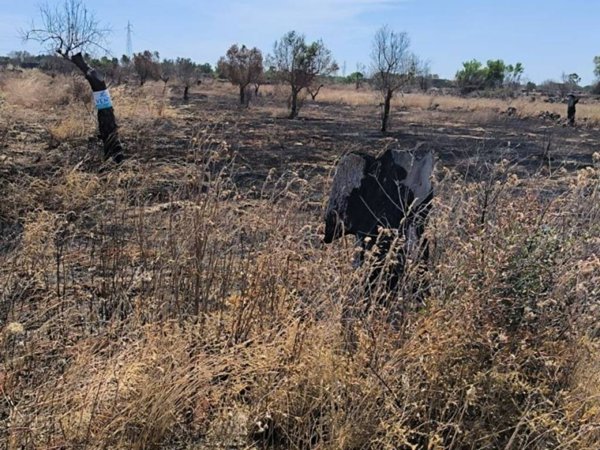 terreno agricolo in vendita a Galatone