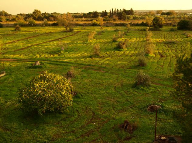 terreno agricolo in vendita a Gallipoli