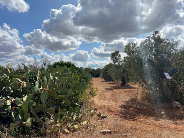 terreno agricolo in vendita a Gallipoli