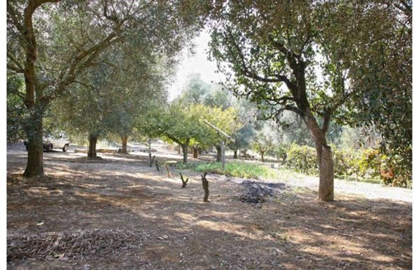 terreno agricolo in vendita a Gallipoli
