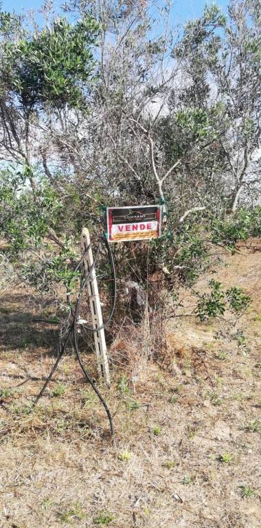 terreno agricolo in vendita a Gallipoli