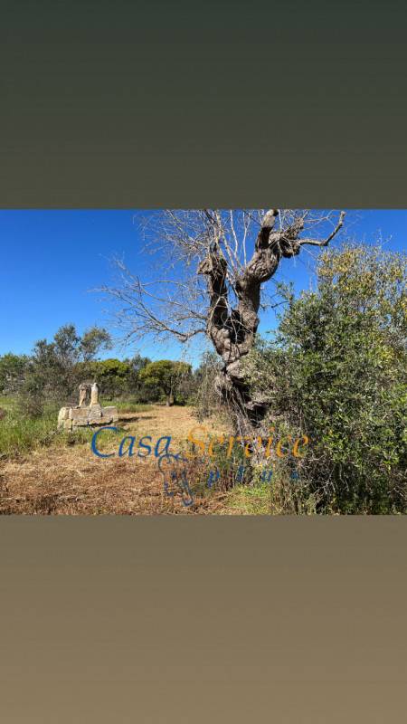 terreno agricolo in vendita a Gallipoli