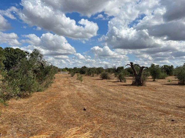 terreno agricolo in vendita a Gallipoli