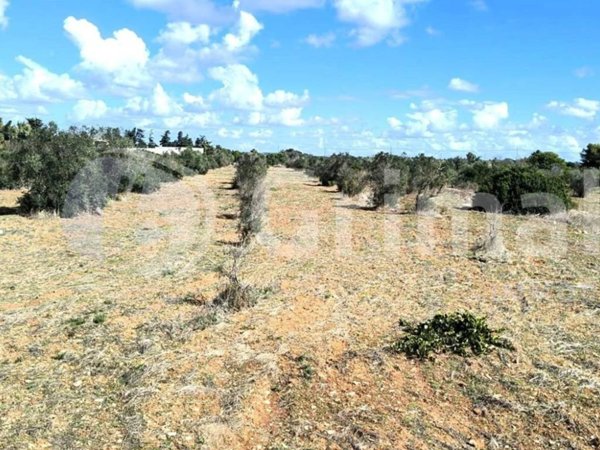 terreno agricolo in vendita a Gallipoli