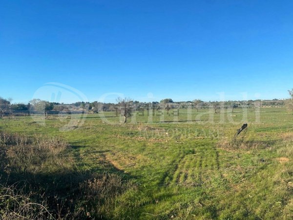 terreno agricolo in vendita a Gallipoli