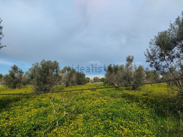 terreno agricolo in vendita a Gallipoli