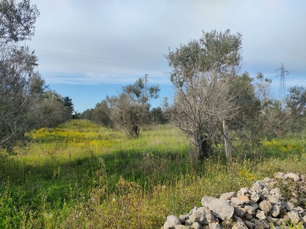 terreno agricolo in vendita a Gallipoli