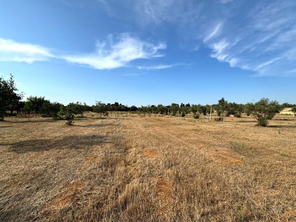 terreno agricolo in vendita a Gallipoli