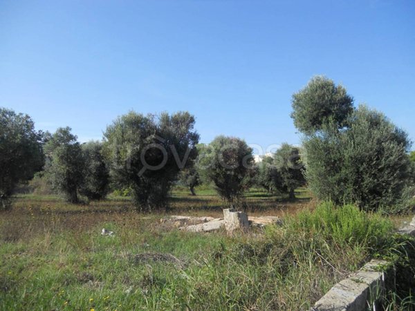terreno agricolo in vendita a Gallipoli
