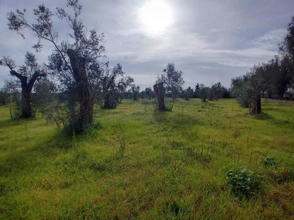terreno agricolo in vendita a Giuggianello