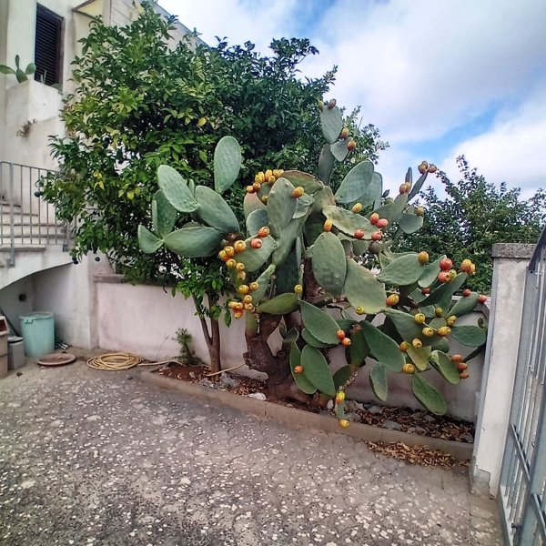 appartamento in vendita a Giurdignano