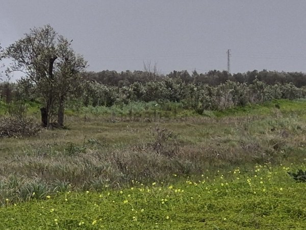 terreno edificabile in vendita a Guagnano