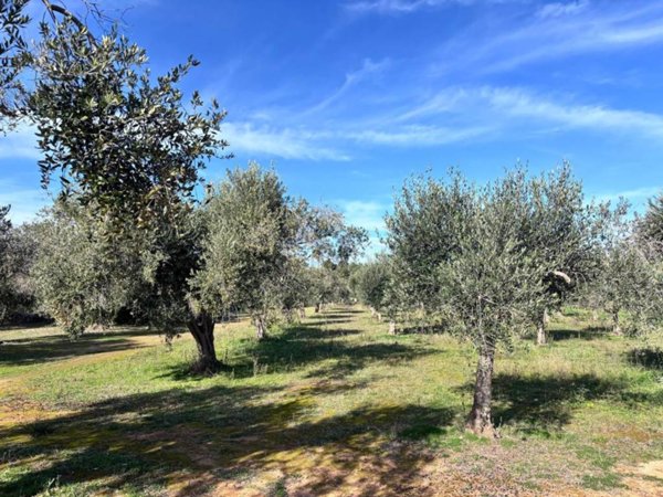 terreno agricolo in vendita a Lecce in zona San Cataldo