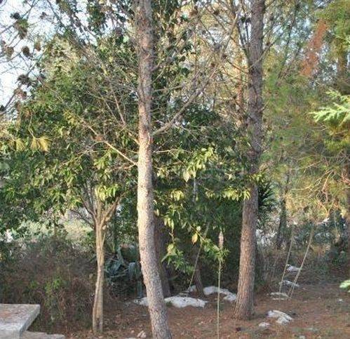 terreno agricolo in vendita a Lecce in zona San Ligorio