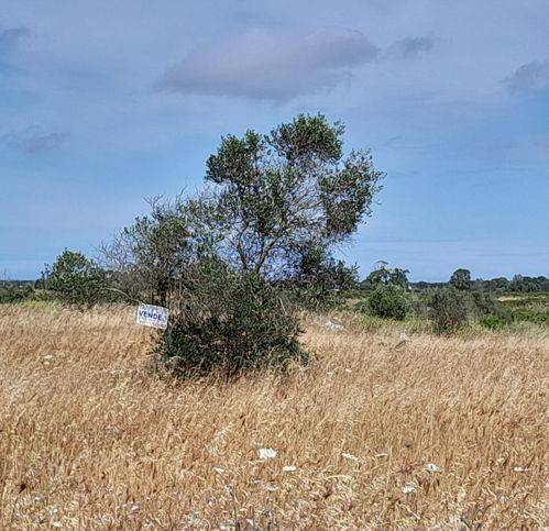 terreno agricolo in vendita a Lecce in zona San Cataldo
