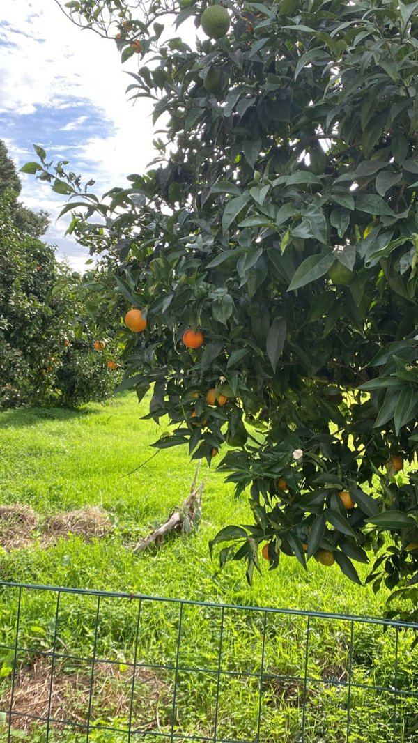 terreno agricolo in vendita a Lecce