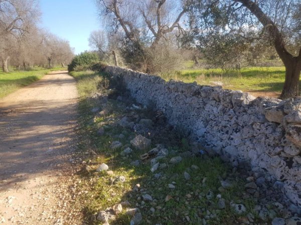 terreno agricolo in vendita a Leverano