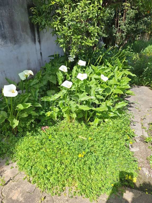 casa indipendente in vendita a Lizzanello in zona Merine