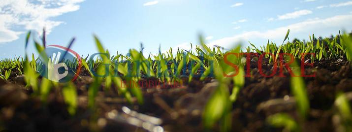 terreno agricolo in vendita a Maglie