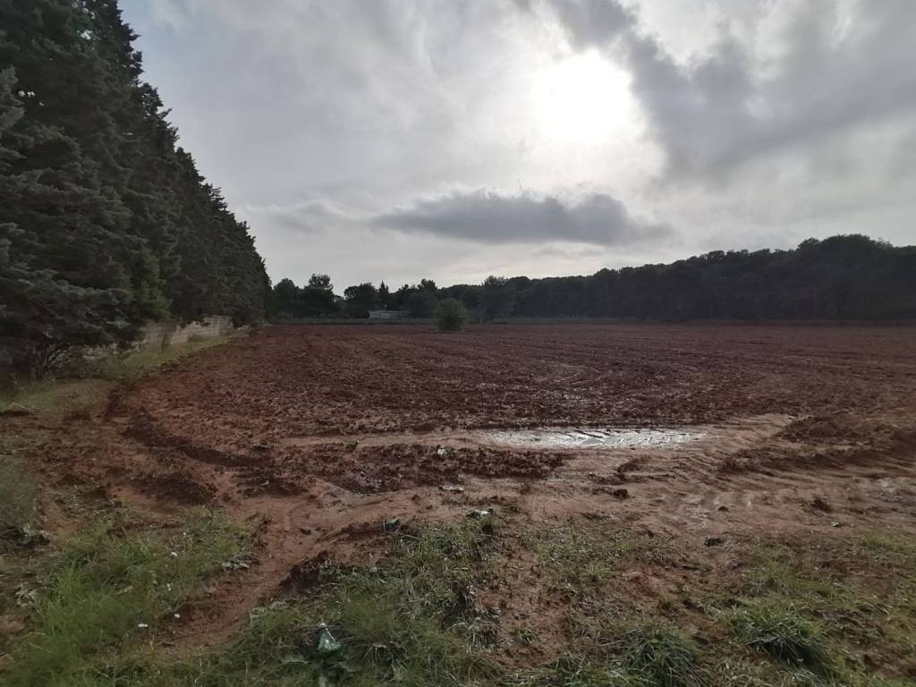 terreno agricolo in vendita a Maglie