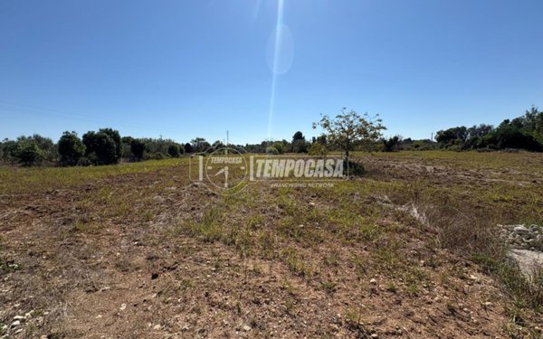 terreno agricolo in vendita a Maglie