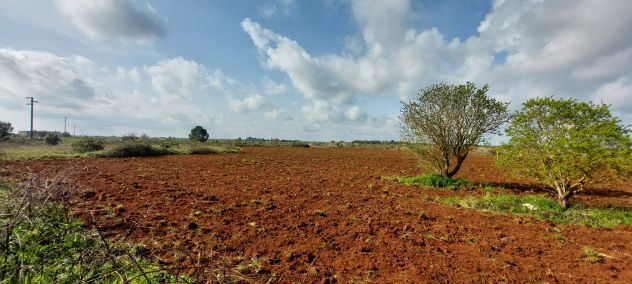 terreno agricolo in vendita a Maglie