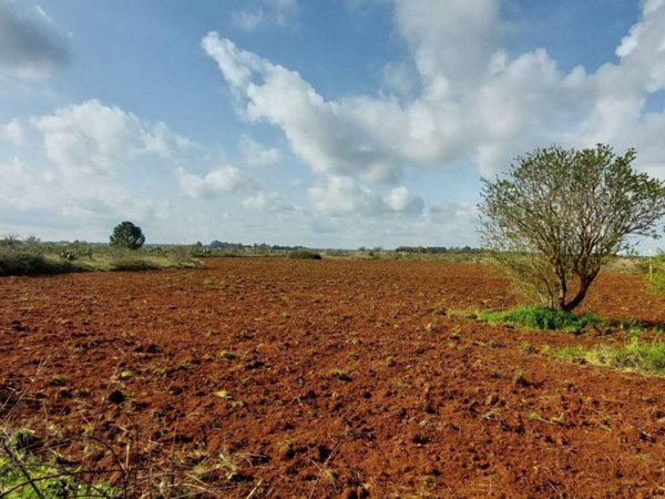 terreno agricolo in vendita a Maglie