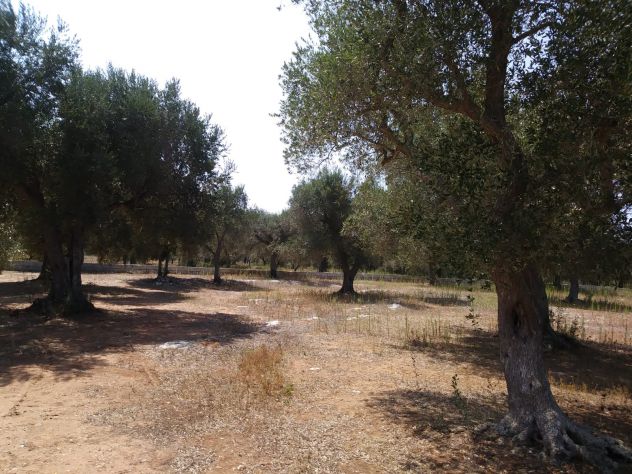 terreno agricolo in vendita a Martano