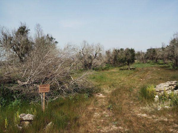 terreno agricolo in vendita a Martignano
