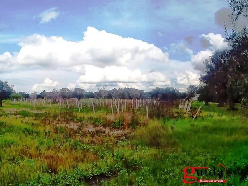 terreno agricolo in vendita a Matino