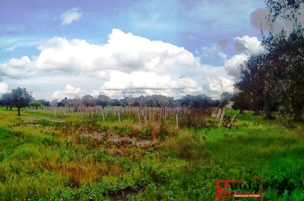 terreno agricolo in vendita a Matino