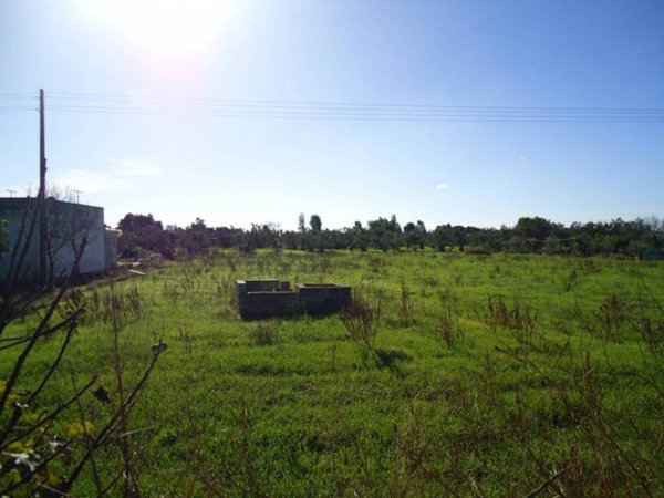 terreno agricolo in vendita a Matino