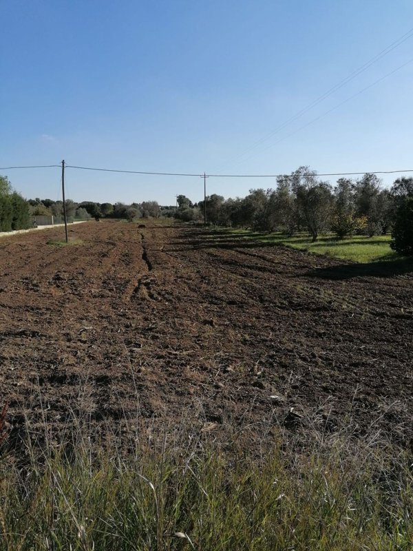 terreno agricolo in vendita a Matino