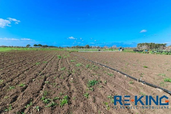 terreno agricolo in vendita a Matino
