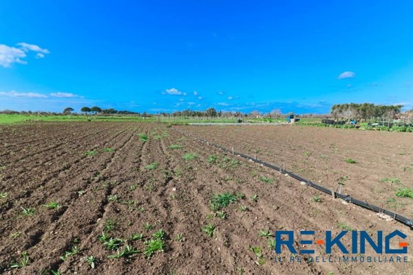 terreno agricolo in vendita a Matino