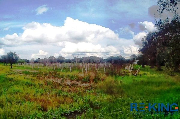 terreno agricolo in vendita a Matino in zona Bosco