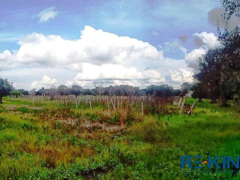 terreno agricolo in vendita a Matino in zona Bosco