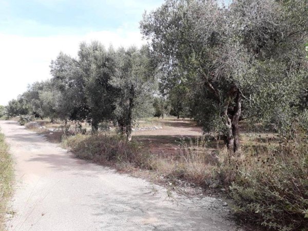 terreno agricolo in vendita a Melendugno in zona Borgagne