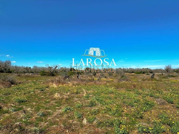 terreno agricolo in vendita a Melendugno in zona Torre Specchia