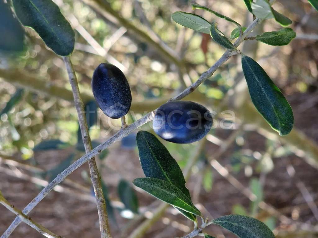 terreno agricolo in vendita a Melpignano