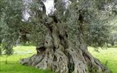 terreno agricolo in vendita a Monteroni di Lecce
