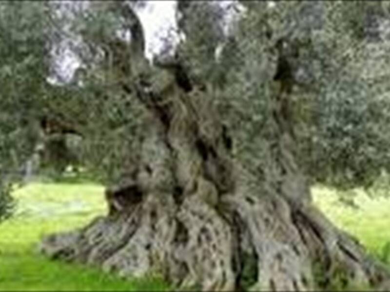 terreno agricolo in vendita a Monteroni di Lecce