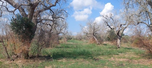 terreno agricolo in vendita a Montesano Salentino