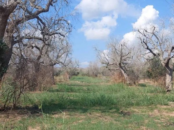 terreno agricolo in vendita a Montesano Salentino