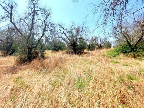 terreno in vendita a Montesano Salentino
