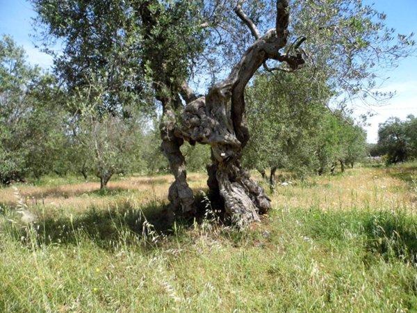terreno agricolo in vendita a Morciano di Leuca