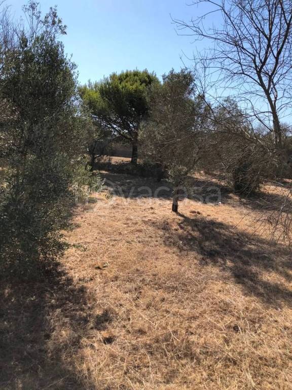 terreno agricolo in vendita a Morciano di Leuca