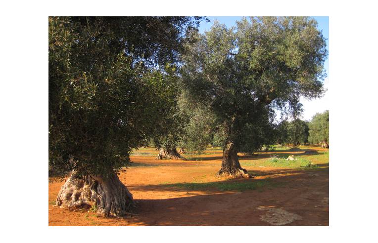 casa indipendente in vendita a Morciano di Leuca