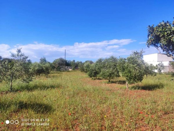 terreno agricolo in vendita a Morciano di Leuca