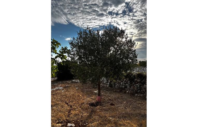 terreno agricolo in vendita a Morciano di Leuca